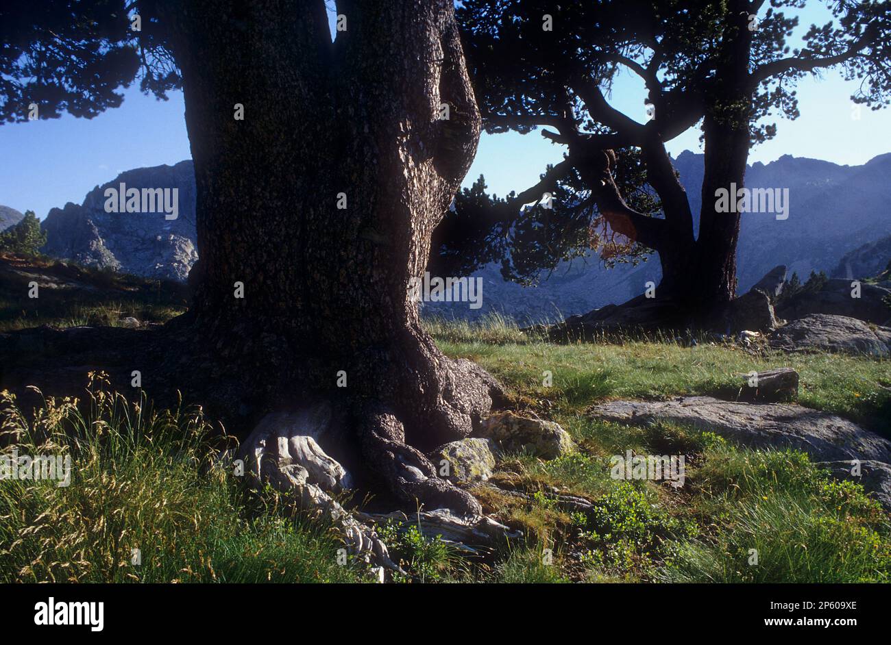 Black pine (Pinus Uncinata), near `Estanys de Amitges´Amitges lakes,Aigüestortes i Estany de Sant Maurici National Park,Pyrenees, Lleida province, Cat Stock Photo